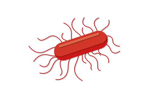 Salmonella bacteria, illustration