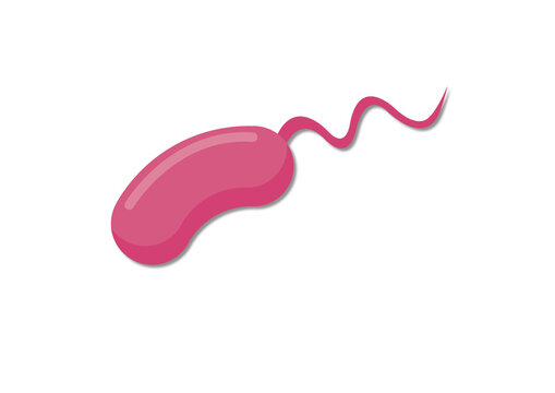 Vibrio bacteria, illustration