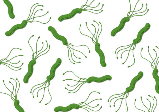 Helicobacter pylori, illustration