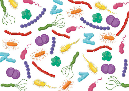 Bacteria, illustration