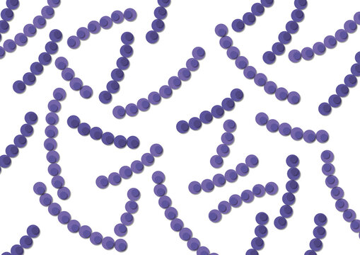 Staphylococci bacteria, illustration