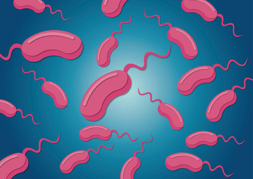 Vibrio bacteria, illustration