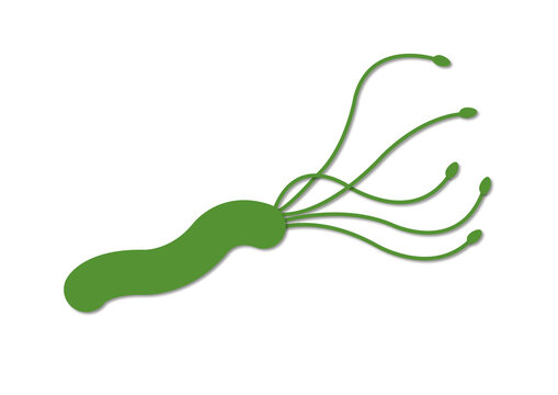Helicobacter pylori, illustration