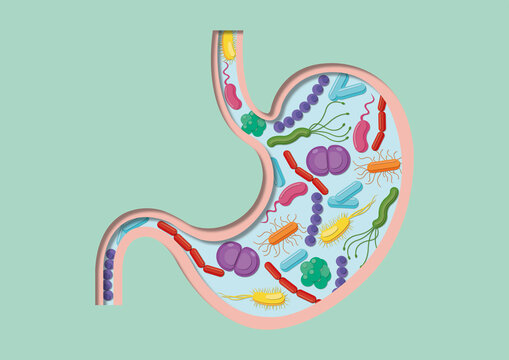 Stomach bacteria, conceptual illustration