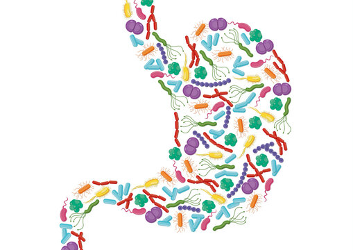 Stomach bacteria, conceptual illustration