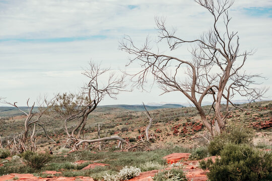 Dead trees in the outback landscape.