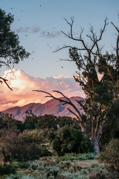 sunset sky with raptors circling in the Flinders ranges.