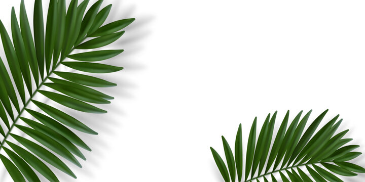 Green palm leaves with blurred shadow. Chamaedorea palm. Realistic vector on a white background.