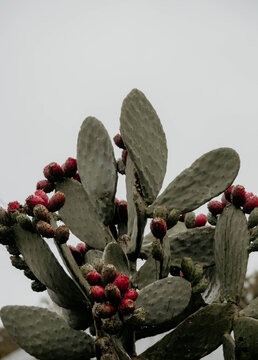 Prickly pear cactus full of ripe fruit