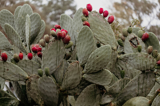 Cactus with prickly pear fruit