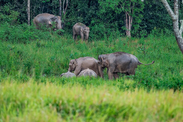 Fototapeta premium Its body is gray, its snout is called the trunk. The trunk of the Asian elephant has only one beak. Nakhon Ratchasima, Thailand.
