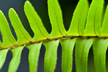 Vibrant fern leaf close-up. Tiny water droplets glisten on surface. Deep green hues stand out sharply. Natural texture details vividly captured. Ideal for nature, ecology, or botanical themes © faizal