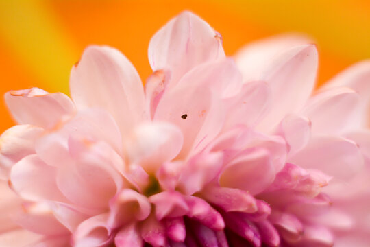 Soft pink petals curve gently upward. Warm orange glow fills the background. Center reveals deeper magenta hues. Tiny insect perches delicately on a petal. Floral texture invites calm