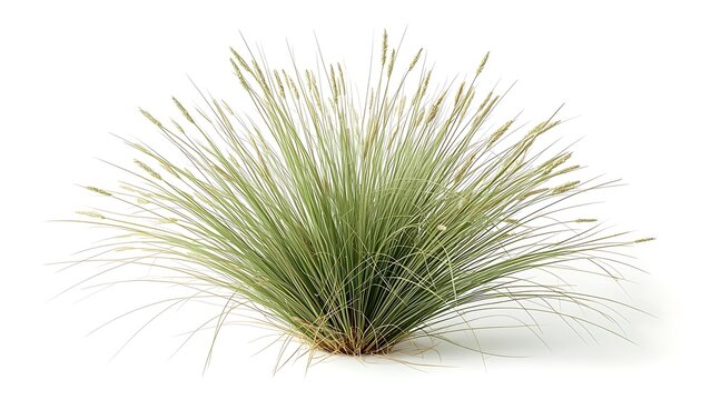 Beautiful tuft of wild sweetgrass with long slender blades