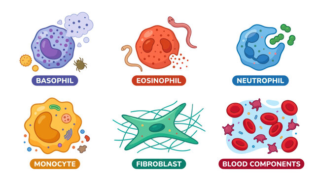 Microscopic Blood Cells: Basophil, Eosinophil, Neutrophil, Monocyte, Fibroblast, Blood Components
