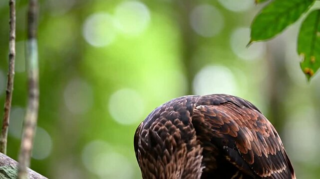 Javan Hawk-Eagle Observing Its Surroundings From A High Perch In A Lush Rainforest Setting, Showcasing Majestic Feathers And Keen Eyes