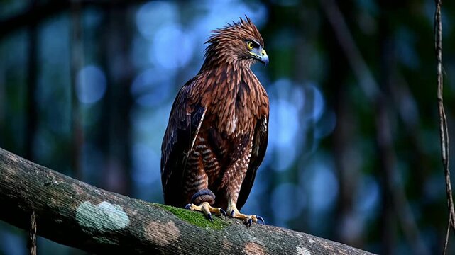 Javan Hawk-Eagle Perched Alertly on a Branch During Early Blue Hour with Forest Backdrop, Capturing Nature's Majesty in Stunning Details Background