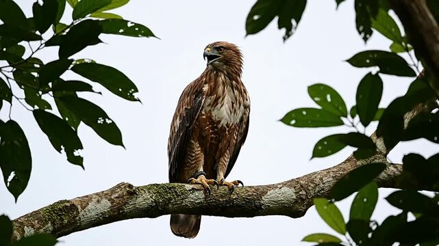 Javan Hawk-Eagle Perched on Tree Branch Watching Over Lush Forest Canopy Under Cloudy Sky During Windy Conditions
