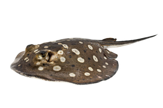 A side view of a brown freshwater stingray with distinct white circular spots on its flat body, swimming against a solid dark
