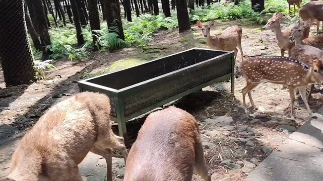 Close up of a cute spotted deer being hand fed a fresh carrot by a visitor in a safari park.