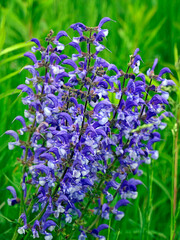 Kwitnąca Szałwia łąkowa (Salvia pratensis L.) na ciepłolubnych łąkach. Szałwia łakowa i jej liczne odmiany były i sa stosowana w medycynie jako cenione zioła lecznicze.