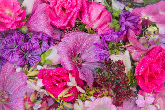 pink and purple flowers from garden and wildflowers background