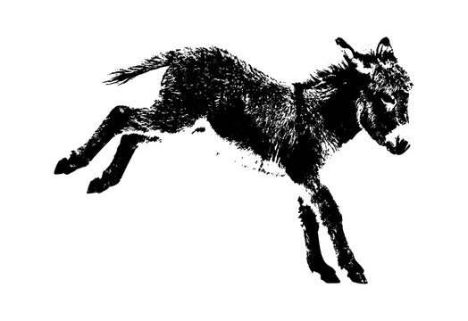 Black silhouette of a jumping donkey or mule isolated illustration isolated on transparent background, Vector