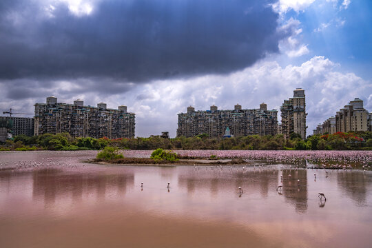 View of flamingos wading in the water at Seawoods Flamingo Point with residential high-rise buildings under a dramatic cloudy sky in Navi Mumbai, Maharashtra, India.