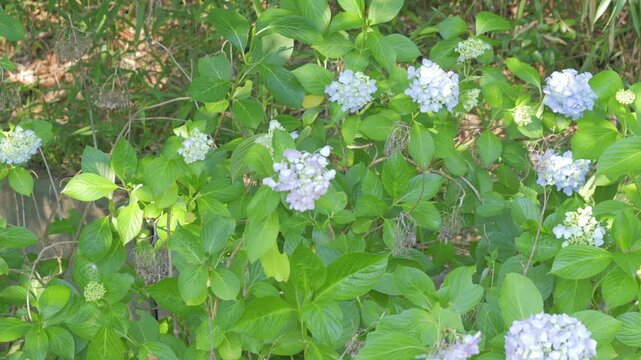 Pale Blue Hydrangea Flowers Blooming in Fresh Green Leaves
