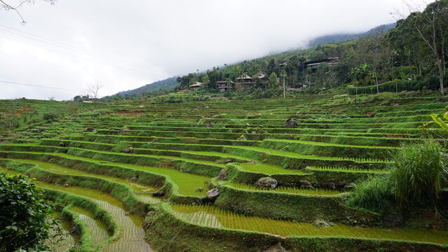 Terraced rice fields in Pu Luong Nature Reserve, Vietnam