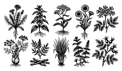 Fototapeta premium Vintage Medicinal Herb and Botanical Plant Collection with Hand Drawn Natural Illustrations