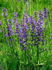 Kwitnąca Szałwia łąkowa (Salvia pratensis L.) na ciepłolubnych łąkach. Szałwia łakowa i jej liczne odmiany były i sa stosowana w medycynie jako cenione zioła lecznicze.