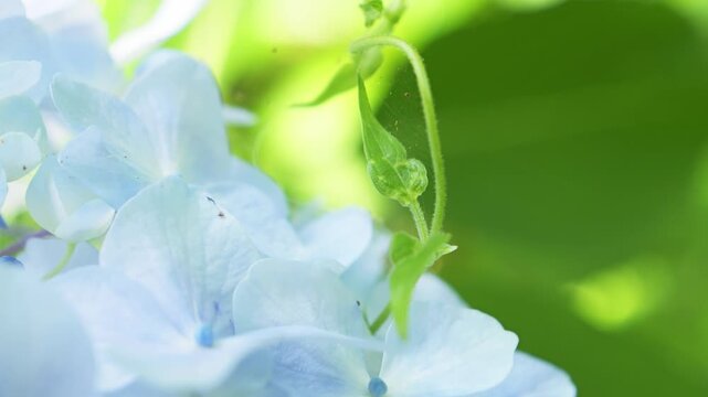 Pale Blue Hydrangea Flowers Blooming in Fresh Green Leaves