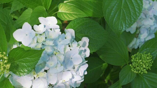 Pale Blue Hydrangea Flowers Blooming in Fresh Green Leaves