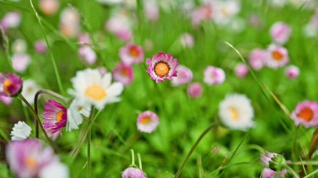 Colorful wildflower meadow with daisies, pink and white blooms scattered across vivid green grass, soft sunlight and shallow depth creating playful spring