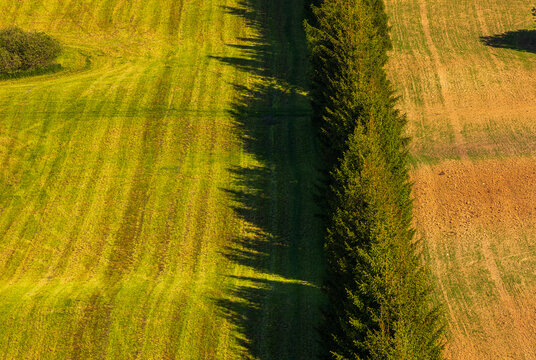 View of a row of tall evergreen trees casting long shadows across a vibrant green mown field and a patch of brown soil, Warmian-Masurian Voiv, Poland.