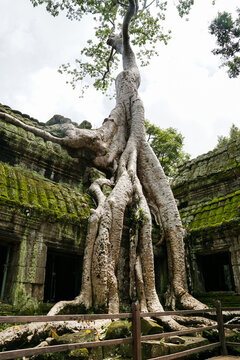 Giant tree roots growing over Ta Prohm temple wall
