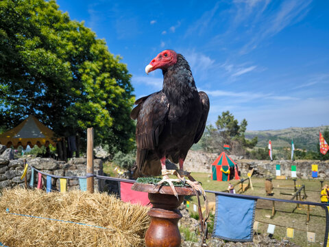 Urubu-de-cabe&ccedil;a-vermelha pousado num poleiro de madeira durante a demonstra&ccedil;&atilde;o de falcoaria numa feira medieval ao ar livre