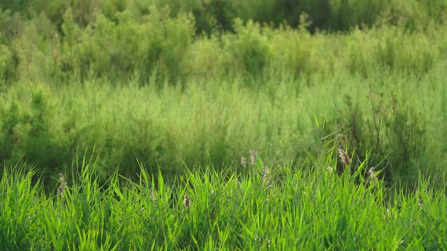 Static Wild Green Vegetation Landscape in Daylight