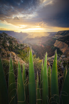View of the Grand Canyon with agave plants in the foreground and golden sunlight illuminating the rocky cliffs under a cloudy sky Coconino County, Arizona, United States.