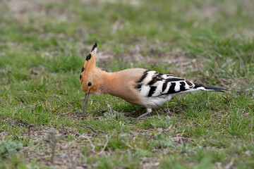 A close-up ground-level photograph of a Eurasian Hoopoe (Upupa epops) foraging with its long beak deep in the soil among short green grass. © VOLODYMYR KUCHERENKO