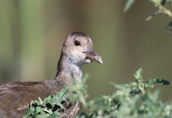 A close-up profile portrait of a juvenile Common Moorhen (Gallinula chloropus) looking past green leaves, showing its brownish-grey face and dull-colored bill. © VOLODYMYR KUCHERENKO