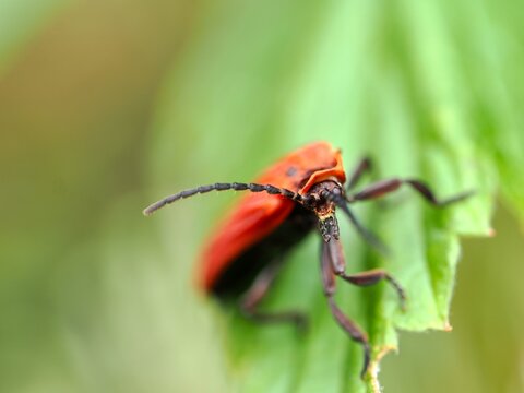 Dictyoptera aurora, known as the golden net-wing or red net-winged beetle. Several views of the beetle. Close up, macro.