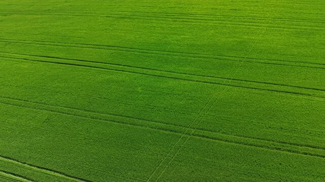 A large wheat field stretches across the landscape with neat rows showing the farming process. The bright green wheat stands tall under the sun during daytime.