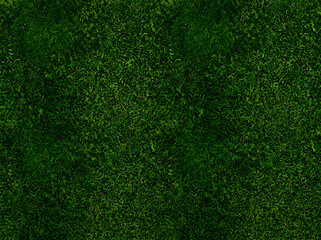 Obraz premium Green grass texture overlay a full frame photographic background blade botanical