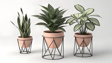Fototapeta premium Three modern potted houseplants on geometric black metal stands isolated on a white background