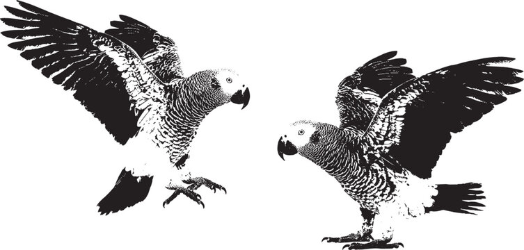 Two bald eagles flying and landing in a simple black and white ink drawing style isolated on transparent background, Vector