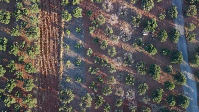 A scenic top-down aerial drone shot of olive groves in Analipsi, Crete, Greece. The footage captures a perfect bird's eye view pattern of green olive trees planted in rows on contrasting rich red