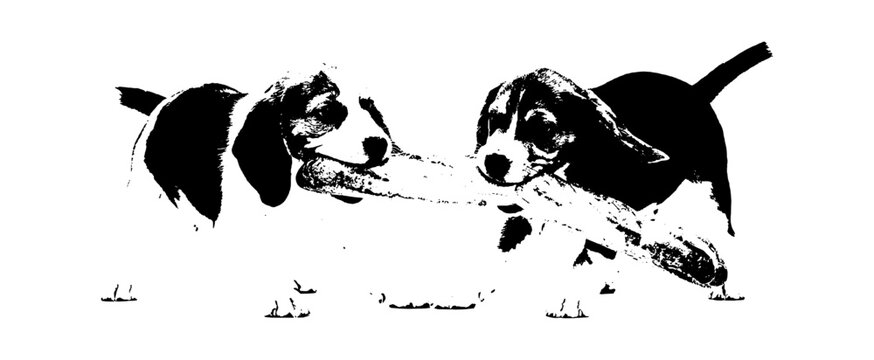 Two cute beagle puppies playing together and pulling a long rope toy isolated on transparent background, Vector