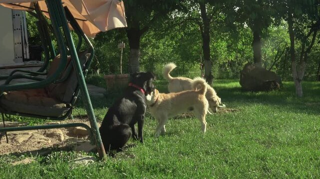 Playful Mixed-Breed Dogs Running on Green Grass in Garden